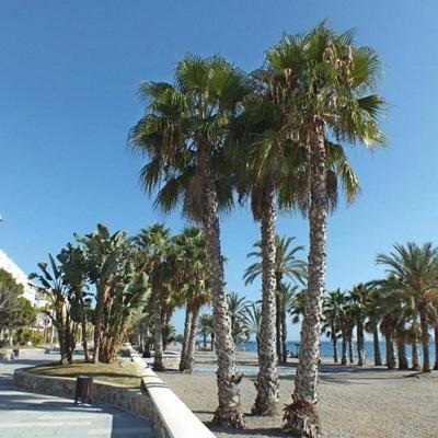 Sunshine Apartment At Tropical Coast Of Granada Almunecar Exterior foto
